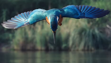kingfisher in mid-dive