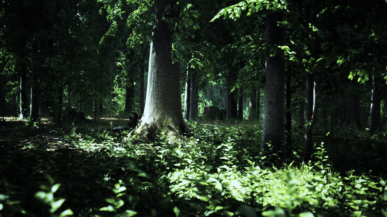 espeso bosque oscuro con musgo y rayos de sol brillando por el canal