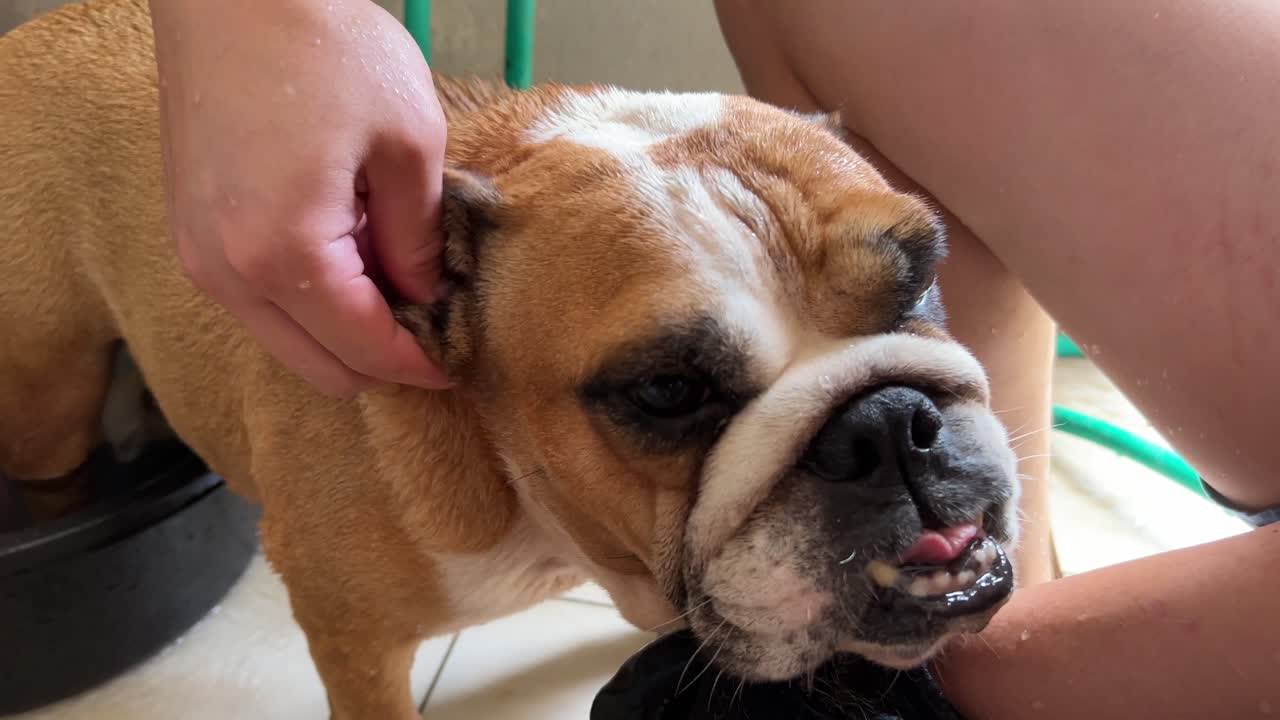 bulldog inglés arrugado y fornido con la oreja limpia por un ser humano, cerca de la preparación de la salud y la higiene