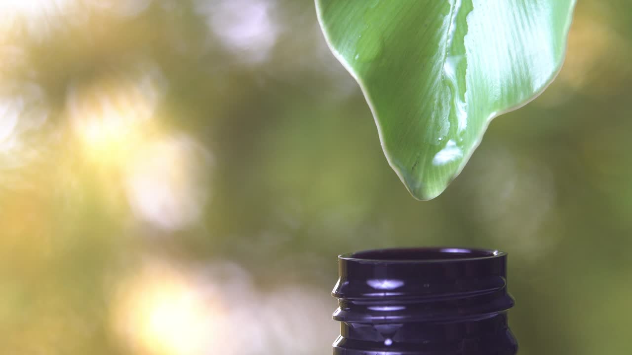 4K, De nombreuses gouttes d'eau tombant d'une feuille verte dans une bouteille avec espace pour le texte. Arrière-plan vert nature