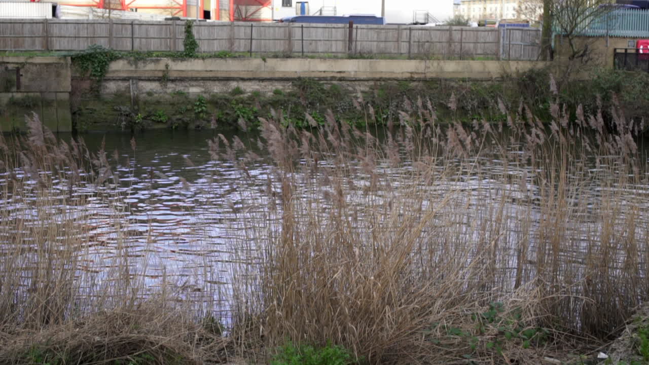 템스강의 고민에 빠진 강둑에 있는 잎사귀와 식물 사이로 불어오는 바람의 슬로우 모션