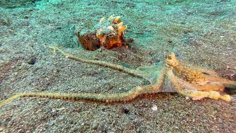 longarm octopus poking with its tentacles in the sand in search of food