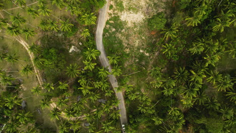 koh samui thailand aerial top down of narrowed road crossing the green natural palm tree jungle in scenic travel itinerary along tropical paradise