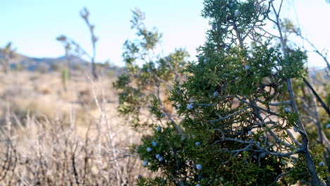 juniper berry bush gently moving in the breeze in california desert, southwestern aesthetic, foraging