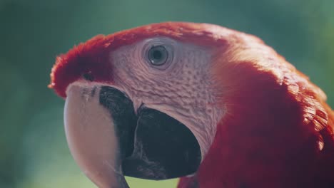 Lindo-Loro-Guacamayo-Rojo-Encontrado-En-Un-Fondo-De-Bosque-Natural---Primer-Plano