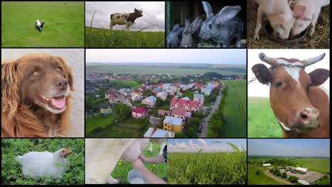 collage of farm in the countryside livestock collage of farm in the countryside livestock multiscreen agriculture