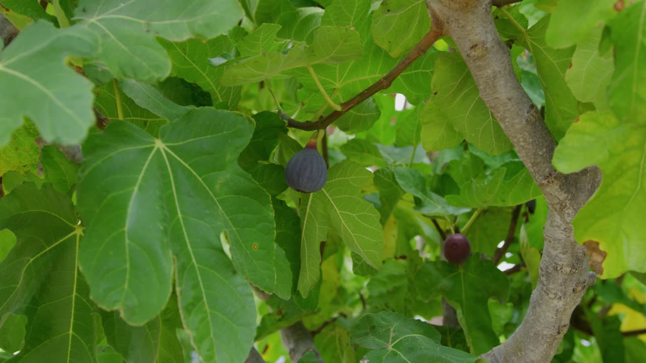 cerca de una higuera con un montón de árboles verdes exuberantes a su alrededor y otros higos en el fondo