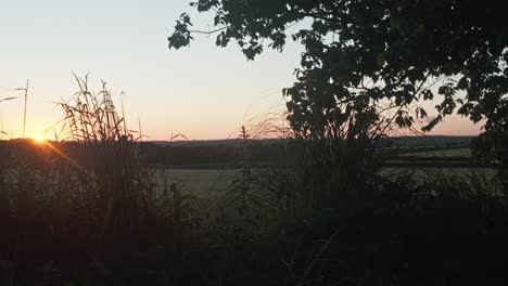 pan right to left of silhouette of grasses and tree agianst low orange sun