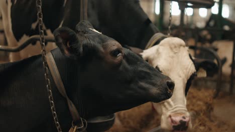 Raised-Farm-Cattle-Chained-Inside-A-Cowshed.-Close-up