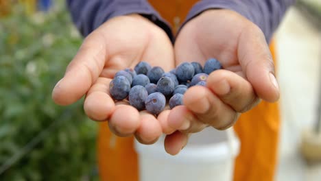 Worker-holding-blueberries-in-hand-4k