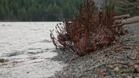 A-Dry-Plant-On-The-Stony-Lakeshore-At-Lake-Crescent-In-Washington-With-Waves-Splashing---Closeup-Shot