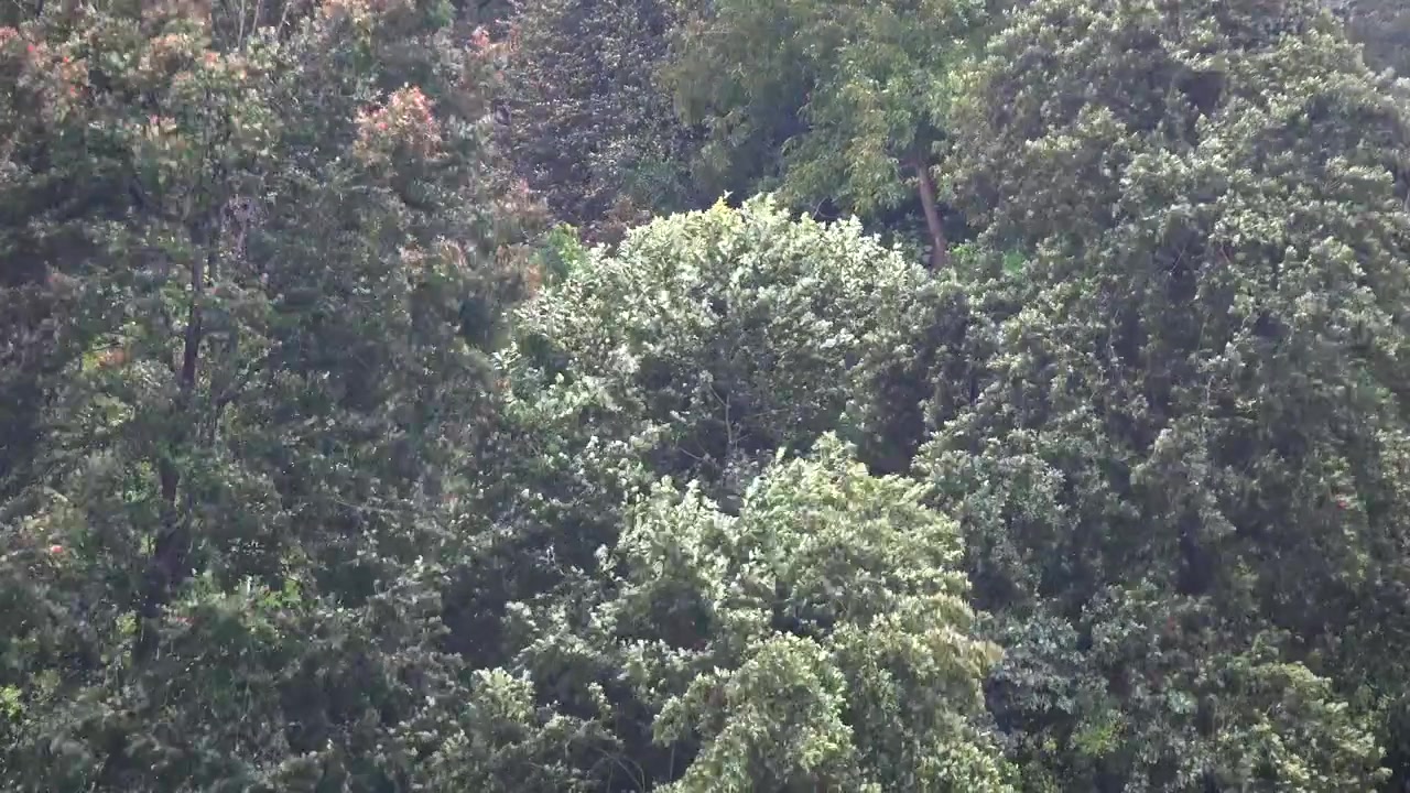 Pioggia battente che cade su alberi di una foresta verde lussureggiante