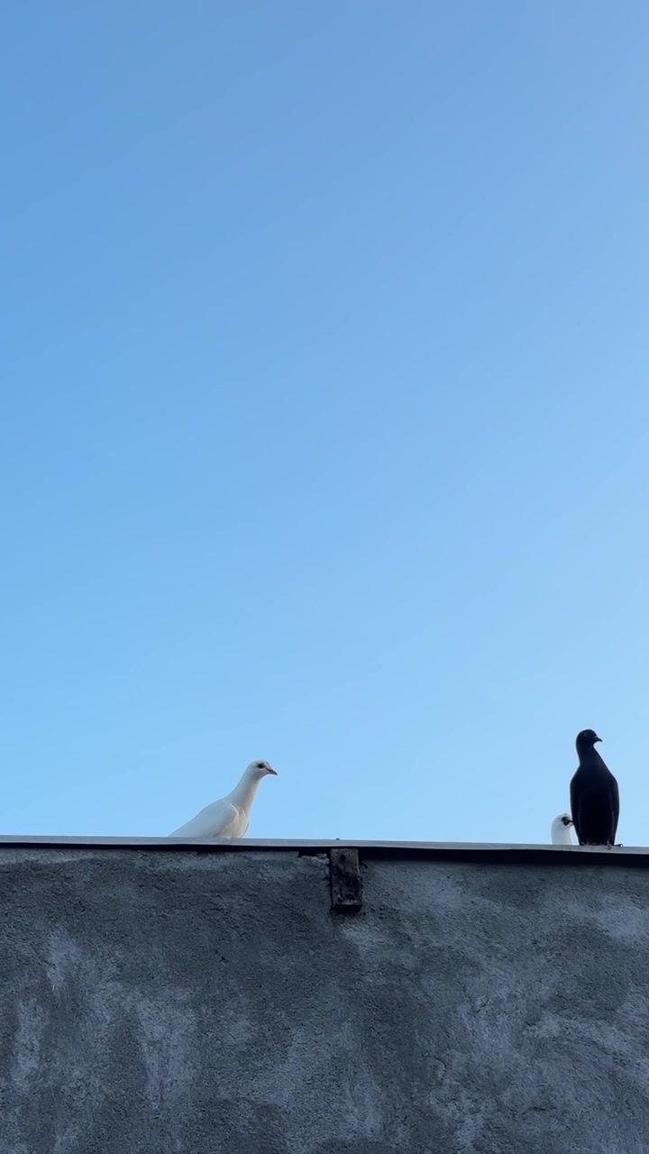 Piccioni bianchi e neri appollaiati su un muro di cemento contro un cielo azzurro limpido.