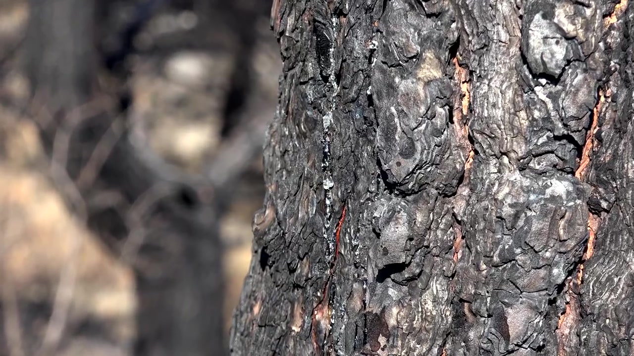 Close-up of Charred Tree Trunk After Forest Fire