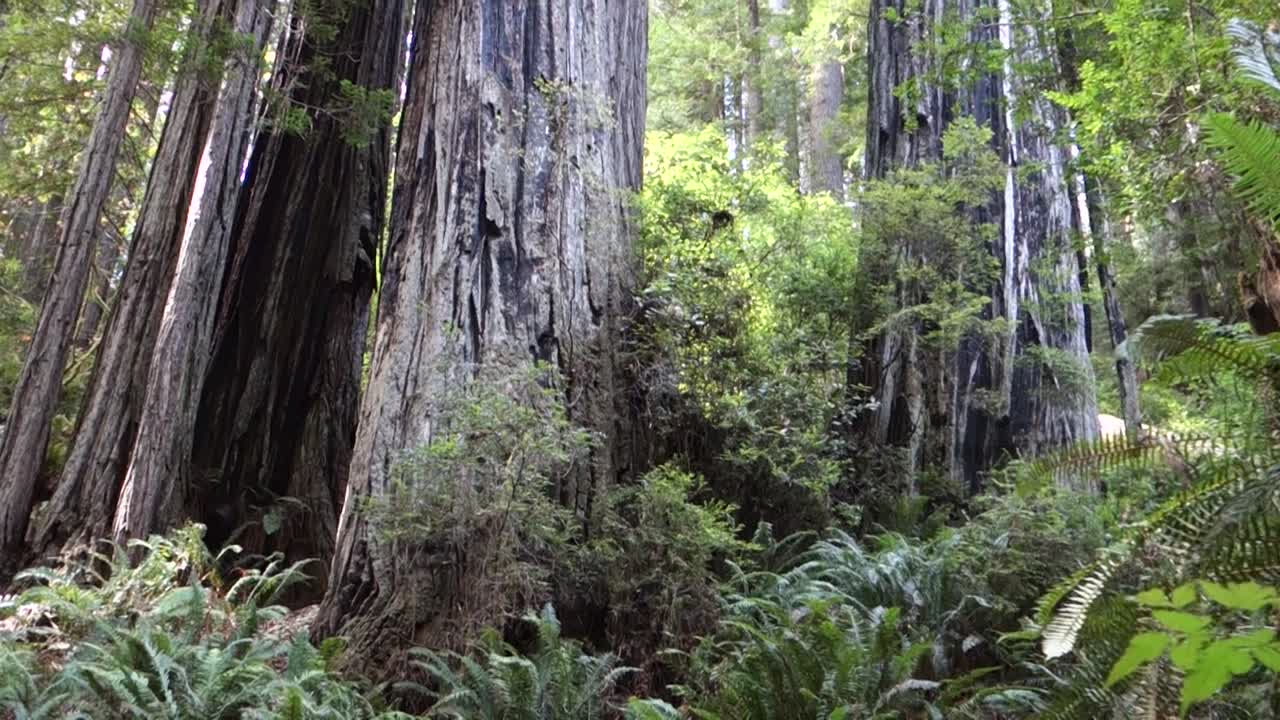 캘리포니아 또는 오레곤 해안을 따라 삼나무까지 기울어져 있습니다.