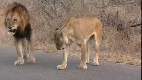 a smooth steady clip of a large male lion scolding a female into submissive behavior