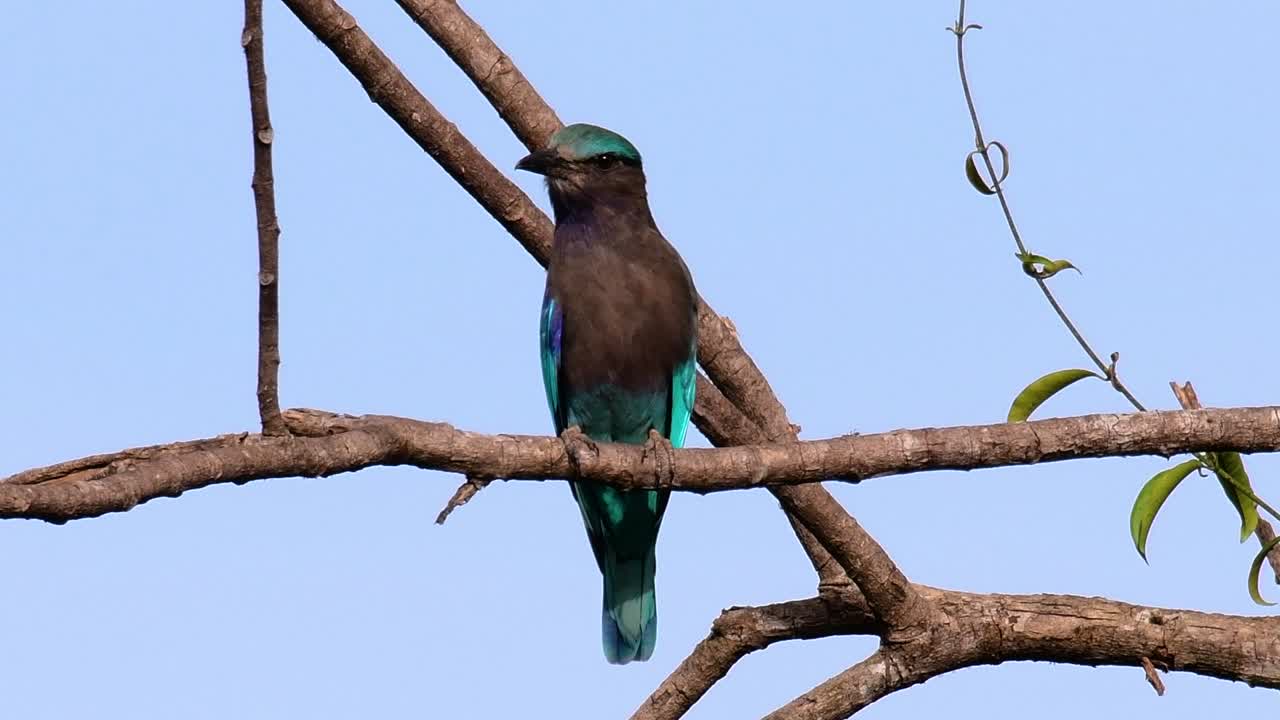 인디언 롤러는 태국에서 흔히 볼 수 있으며 지방 및 국립 공원을 여행할 때 쉽게 볼 수 있습니다.