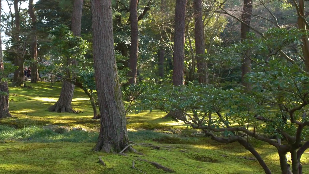 La luce solare dorata illumina il terreno muschioso e i pini nel Giardino Kenrokuen, Kanazawa, Giappone