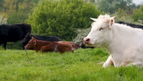 white animal cow resting sitting in grass on paddock on english farm uk 3840x2160 4k