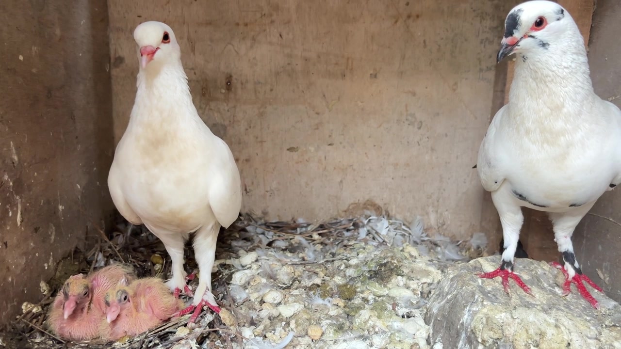 Pombos Brancos e Pintinhos Recém-Nascidos em um Viveiro de Madeira