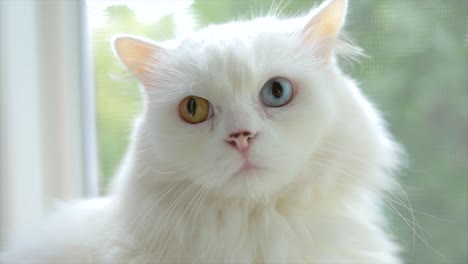 domestic cat with complete heterochromia. white cat with different colored eyes is sitting by the window.