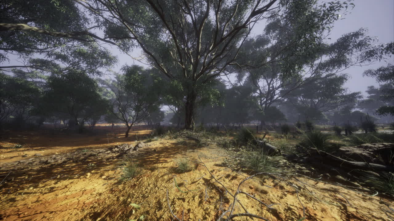 Exploring a serene landscape with dense trees and sandy ground during daylight