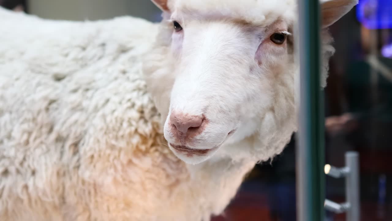 exposición de ovejas en el museo nacional de escocia