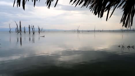 Escena-Tranquila-Al-Atardecer-Al-Borde-Del-Lago-Naivasha,-Kenia