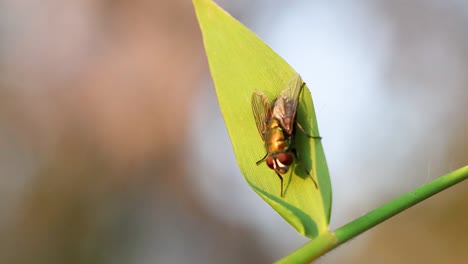 a green bottle fly resting on a leaf