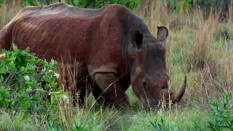 telephoto shot of mud-covered white rhinoceros mom and calf walking through veld