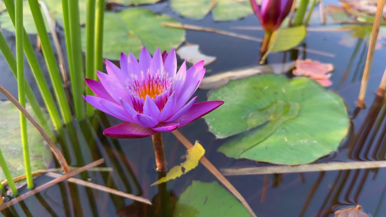 static shot of purple water lily blooming in the homemade pond