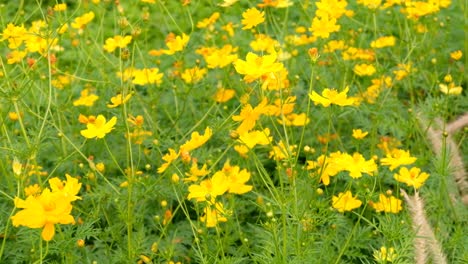 黃色開花的花在風中輕輕地揮動