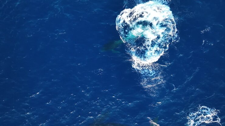 Baby Humpback Whale Calf Demonstrating A Full Body Breach Out Of The Water As Mom Watches