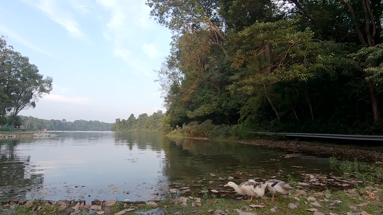 정글 호수  ⁇ 에서 물을 마시는 두 마리의 오리
