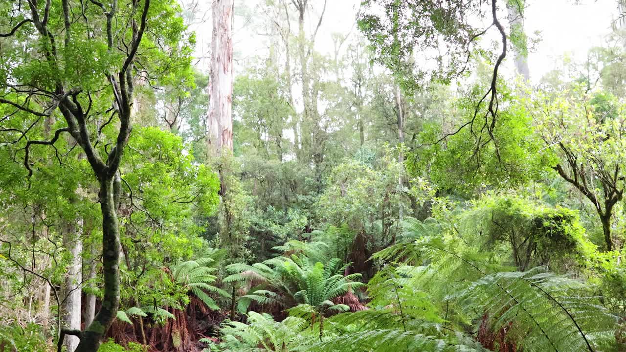 멜버른 의 울창 한 초록색 과 높은 나무 들