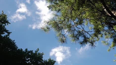 timelapse shot of a perfectly blue sky with moving clouds and trees in the foreground