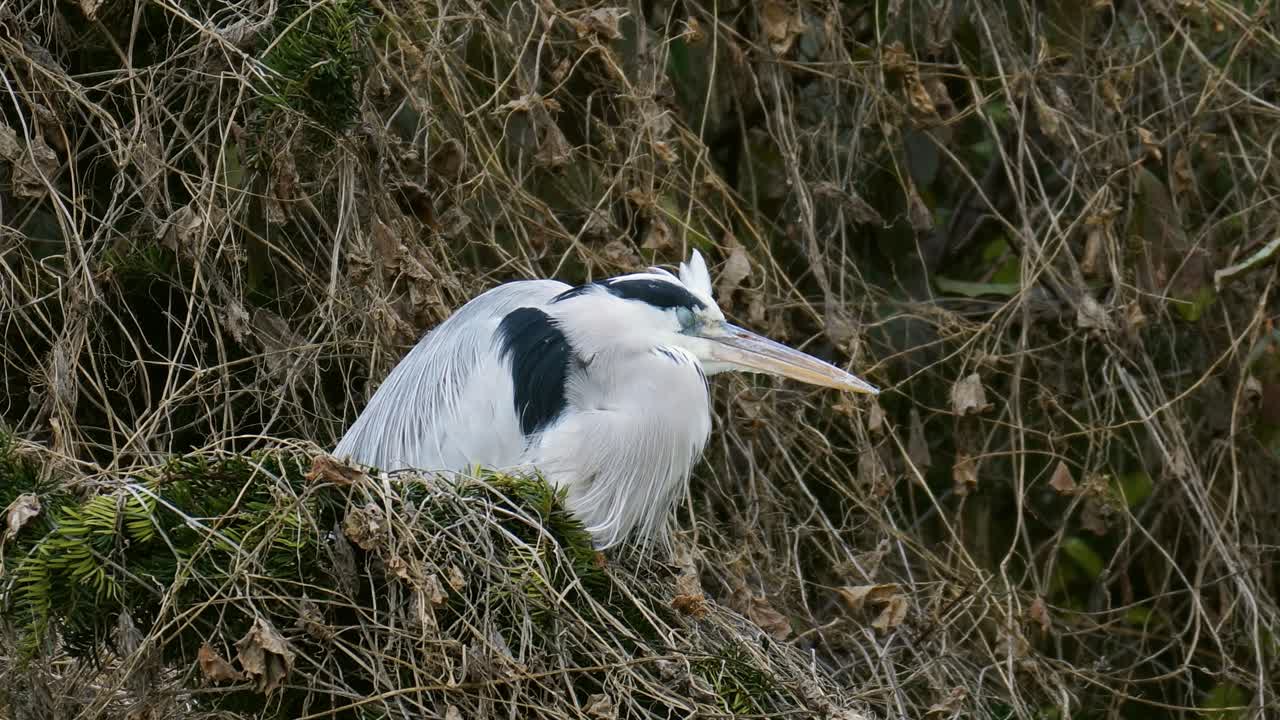 garza gris sentada en un árbol en otoño corea del sur