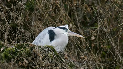 Grey-Heron-sitting-on-a-tree-in-Autumn-South-Korea