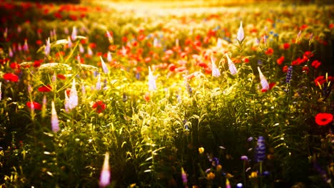 sunset in the wild flower field