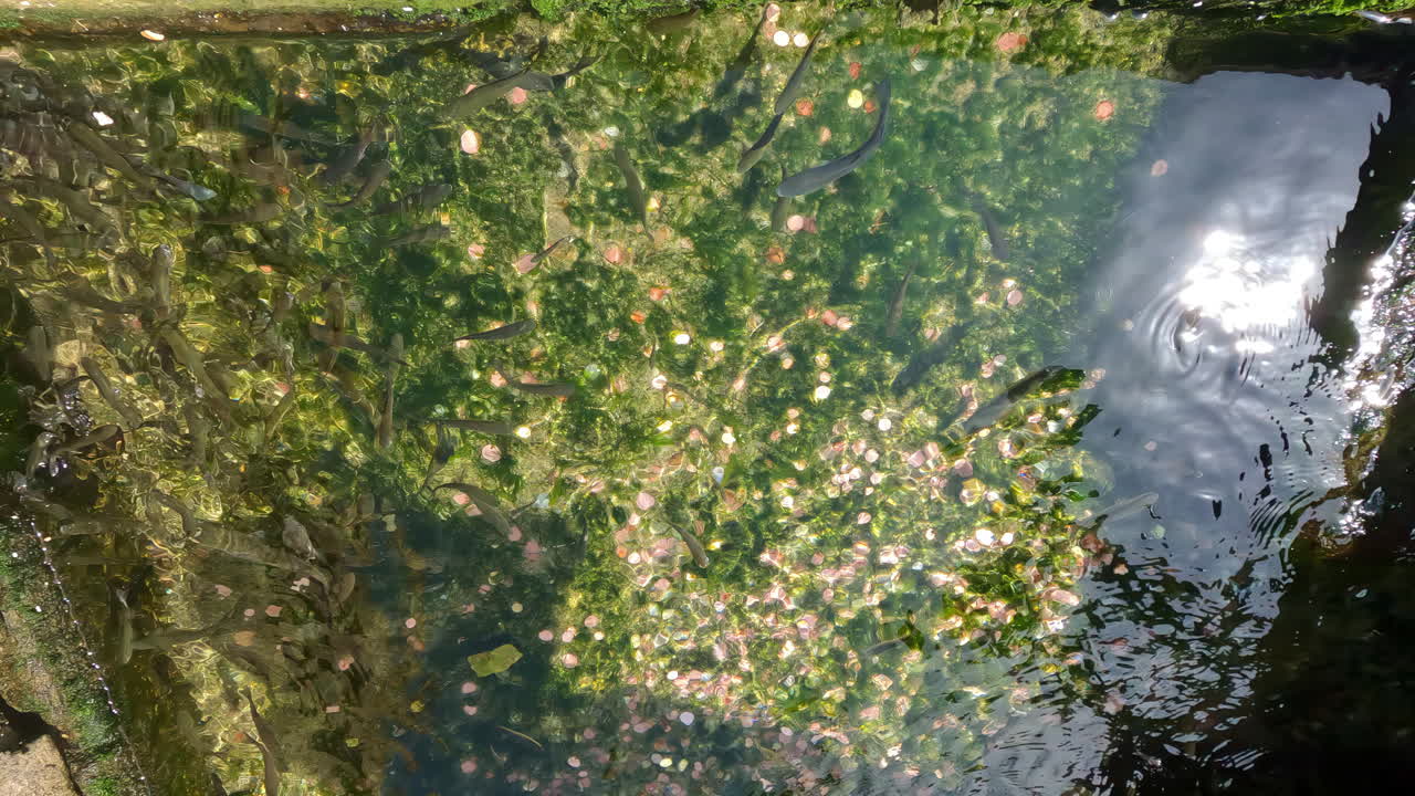 수백 마리의 물고기가 지중해의  ⁇ 은 물에서 항구 벽  ⁇ 에서 헤엄치고 있습니다.