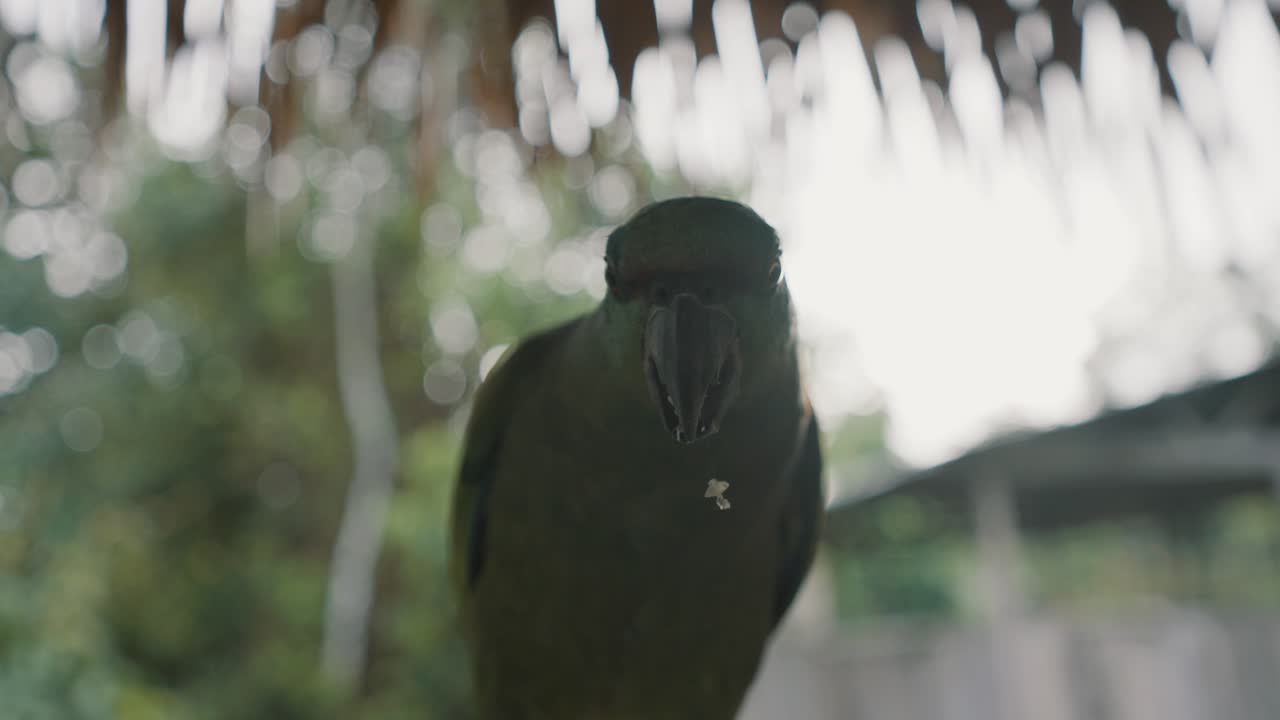 loro festivo tratando de alcanzar la suciedad colgando de su pico