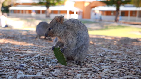 bebé quokka de cerca en rottnest island, wa