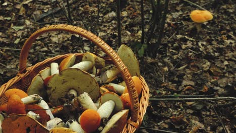 Herbstpilze-Im-Wald-Sonnenlicht-Im-Wald