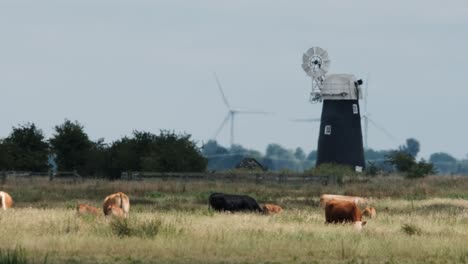 environmental cows grazing norfolk broads windmill halvergate uk