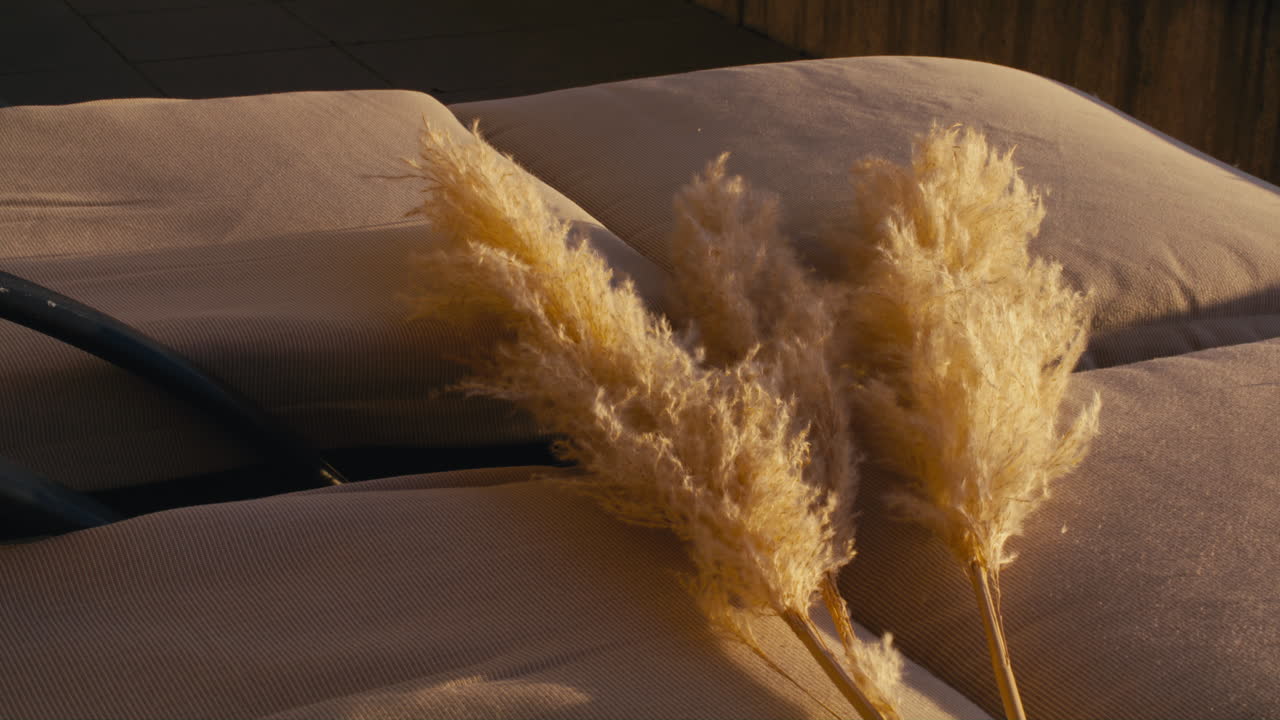 팜파스 잔디의 다른 가지가 다른 두 가지 옆에 배치되는 정적 샷