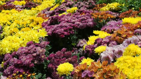 varias especies y coloridas flores de crisantemo plantadas y creciendo en el jardín