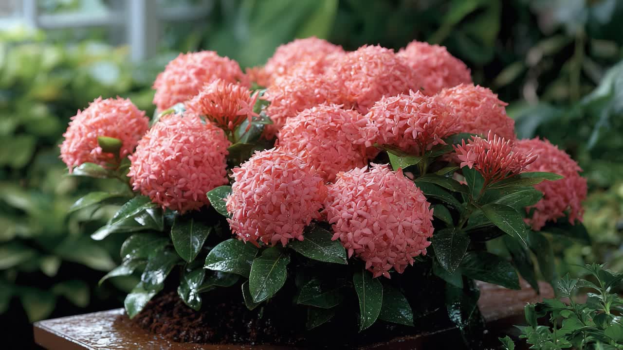 Vibrant Pink Flowers with Lush Green Leaves Flourishing Amongst a Forest of Botanicals in a Lively Environment, Showcasing Nature's Beauty and Serenity