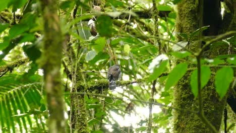 Powerful-bird-of-prey-perched-on-the-mossy-second-growth-branches