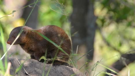 mangosta sentada en la hierba en una piedra, limpiándose a sí misma, vida silvestre de animales disparada en el bosque, de cerca, estática, tiro de bokeh
