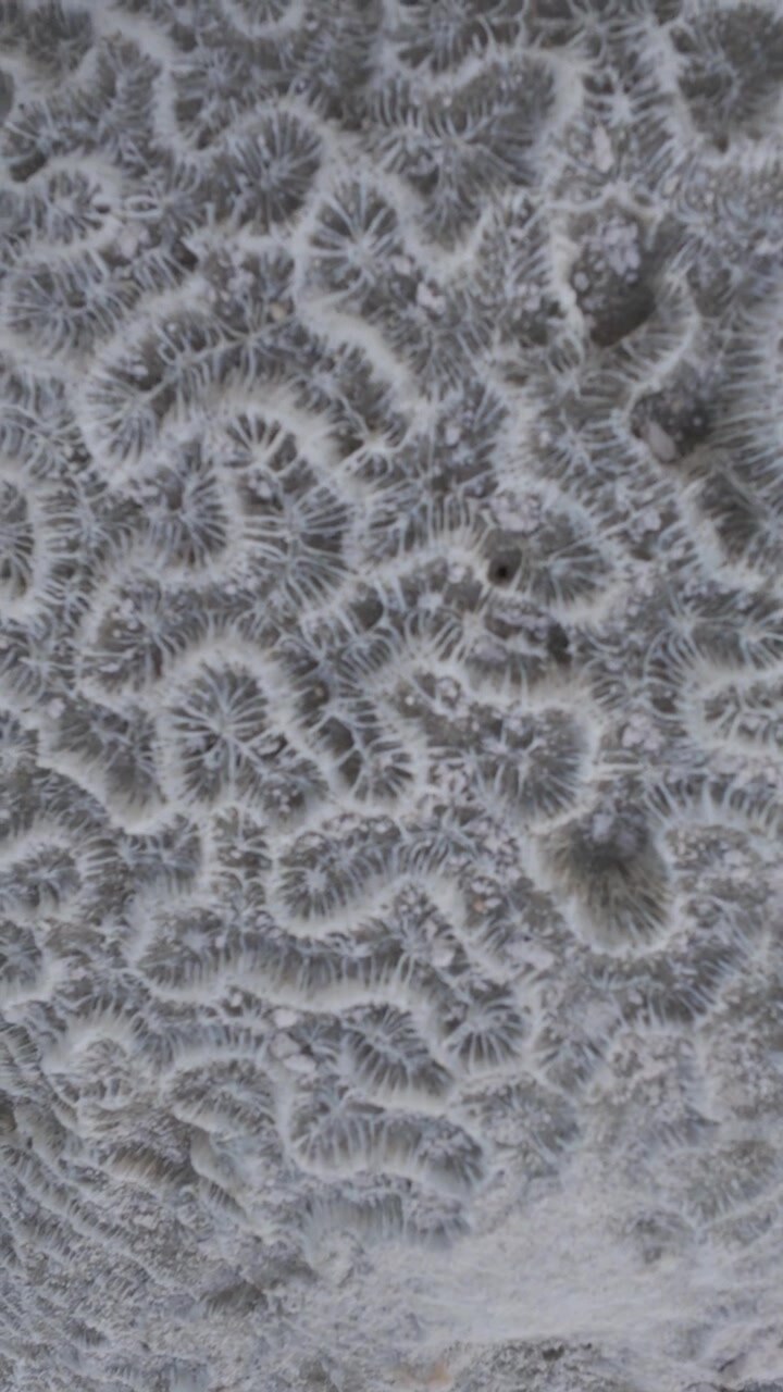 Close-up of Textured Brain Coral Surface